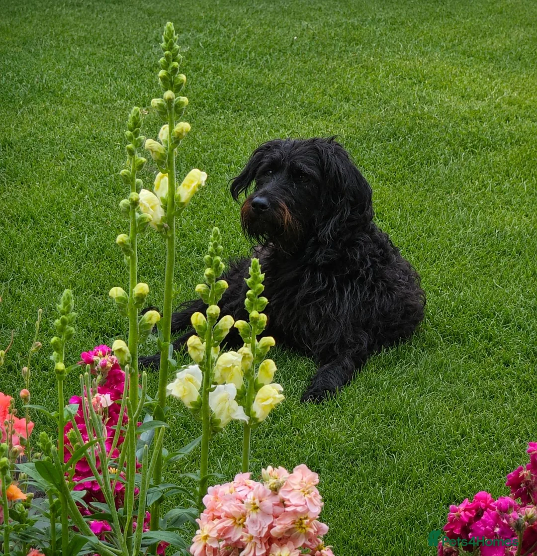 Mixed Breed dogs for sale: F2 Miniature Australian Double Doodle  in Renfrew - Advert 2