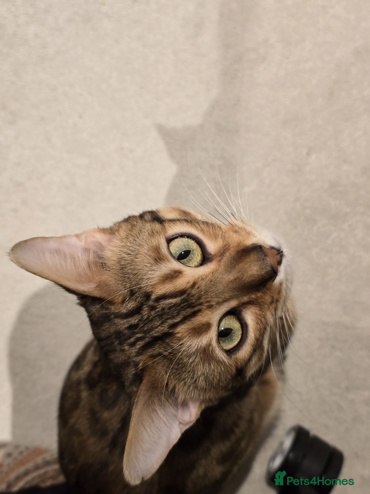 Bengal cats Beautiful Pure Bengal Boy - Advert 1