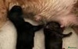 Miniature Dachshund dogs for sale: KC Long Coat Miniature Dachshund Puppies - Image 5