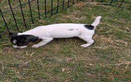 Jack Russell dogs for sale: Jack Russell puppys - Image 3