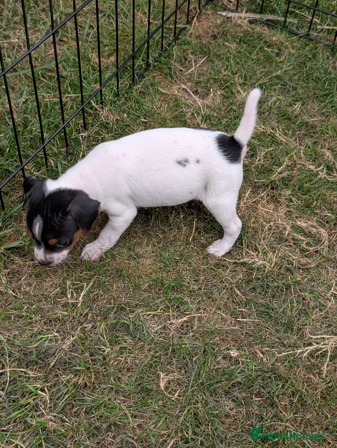 Jack Russell dogs for sale: Jack Russell puppys - Image 3