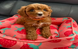Cavapoo dogs for sale: Outstanding Red F1 cavapoo puppies H/C DNA CLEAR - Image 25