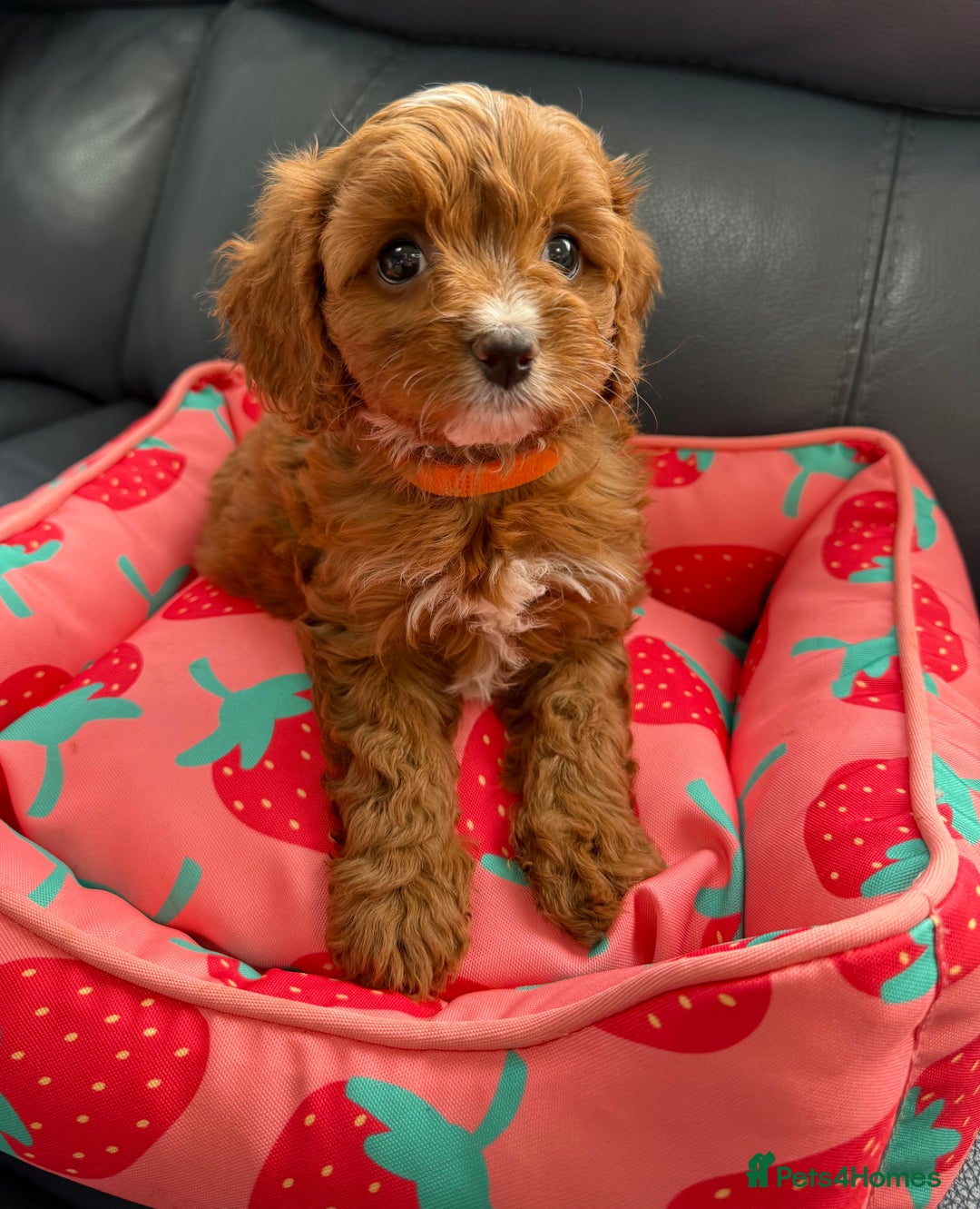 Cavapoo dogs for sale: Outstanding Red F1 cavapoo puppies H/C DNA CLEAR - Image 25