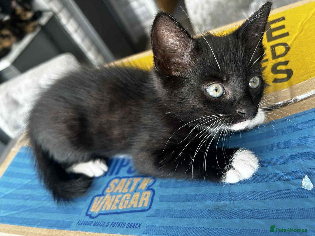 Mixed Breed cats for sale: Black and white kitten last of litter - Image 3