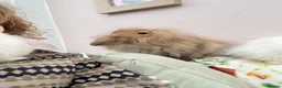 Mini Lop rabbits for sale: Mini lops-vaccinated-raised indoors  - Advert 3