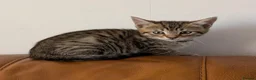 Bengal cats for sale: Adorable friendly Bengal kittens ready now!! - Advert 3