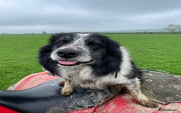 Border Collie dogs for sale: 4 Border collie puppies  - Advert 9