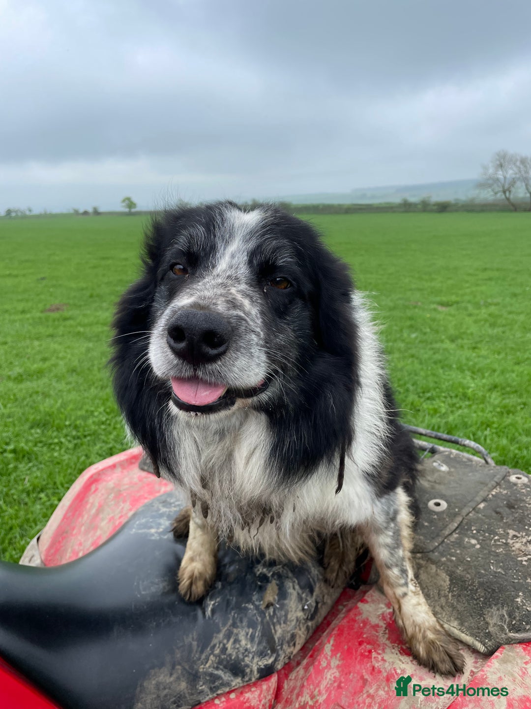 Border Collie dogs for sale: 4 Border collie puppies  - Advert 9