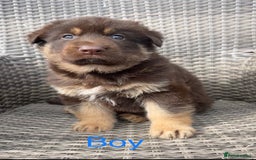 German Shepherd dogs for sale: True to type pure German Shepard puppies  - Image 2