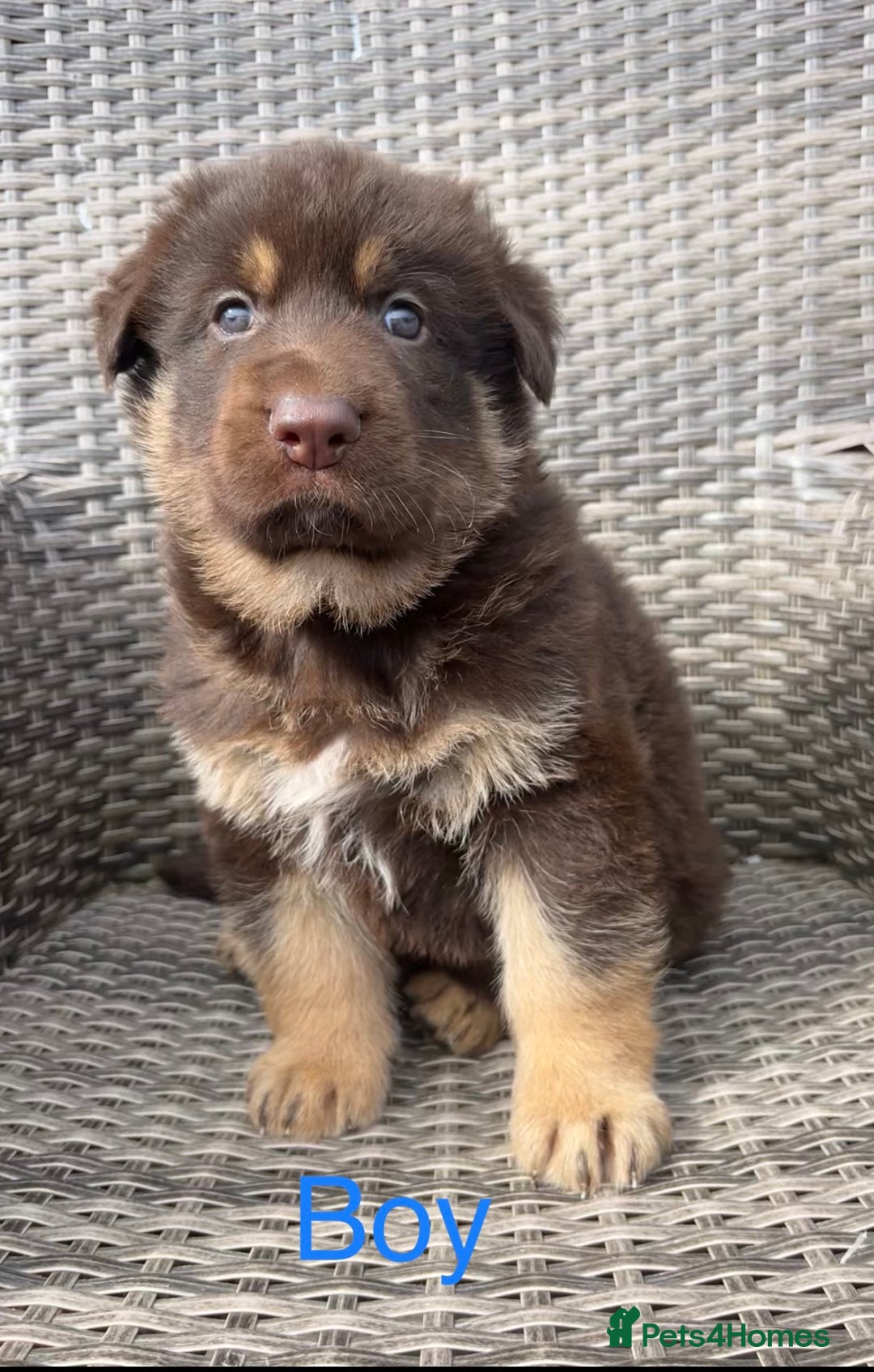 German Shepherd dogs for sale: True to type pure German Shepard puppies  - Image 2