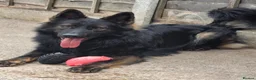German Shepherd dogs for sale: German shepherd pups - Advert 7