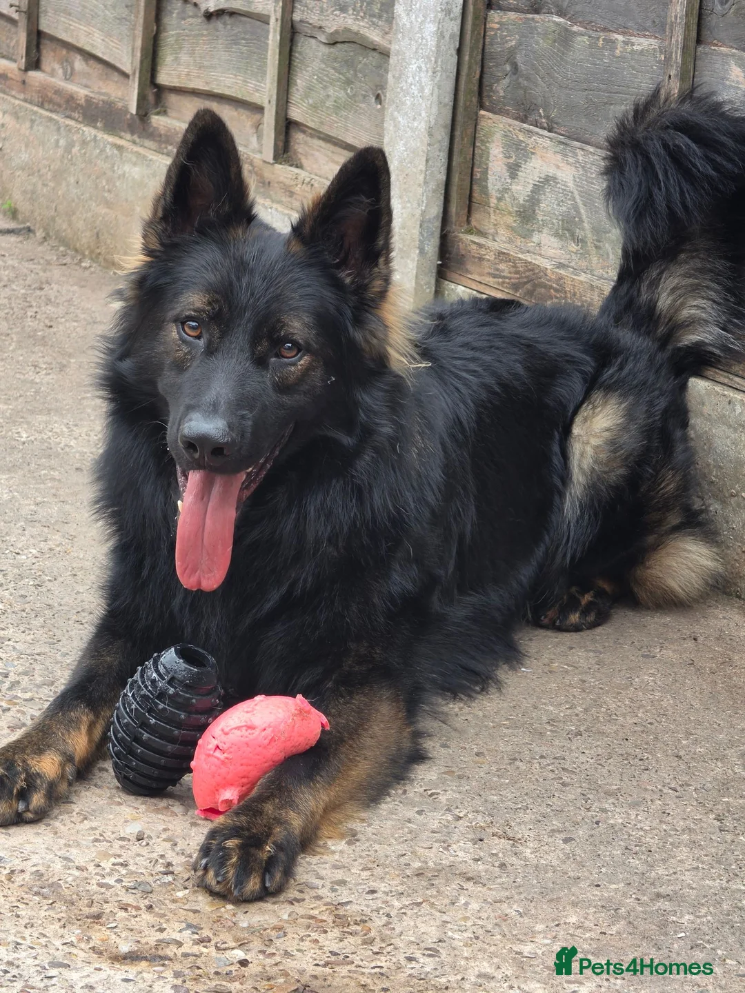 German Shepherd dogs for sale: German shepherd pups - Advert 7