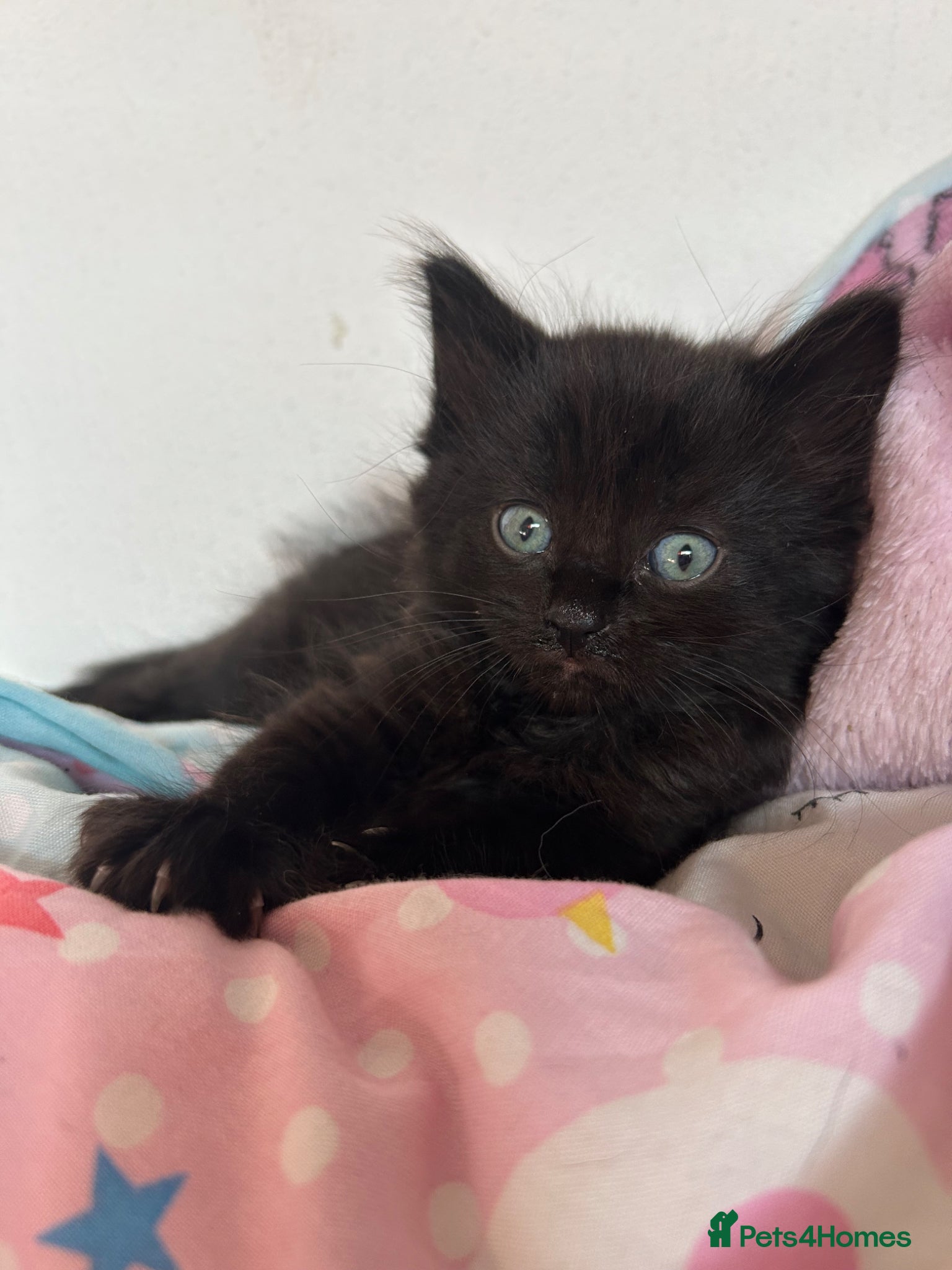 Mixed Breed cats Mixed Turkish Van Kittens  - Advert 12