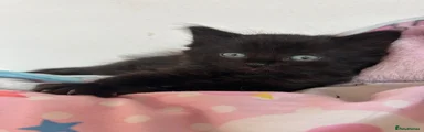 Mixed Breed Kitten 3