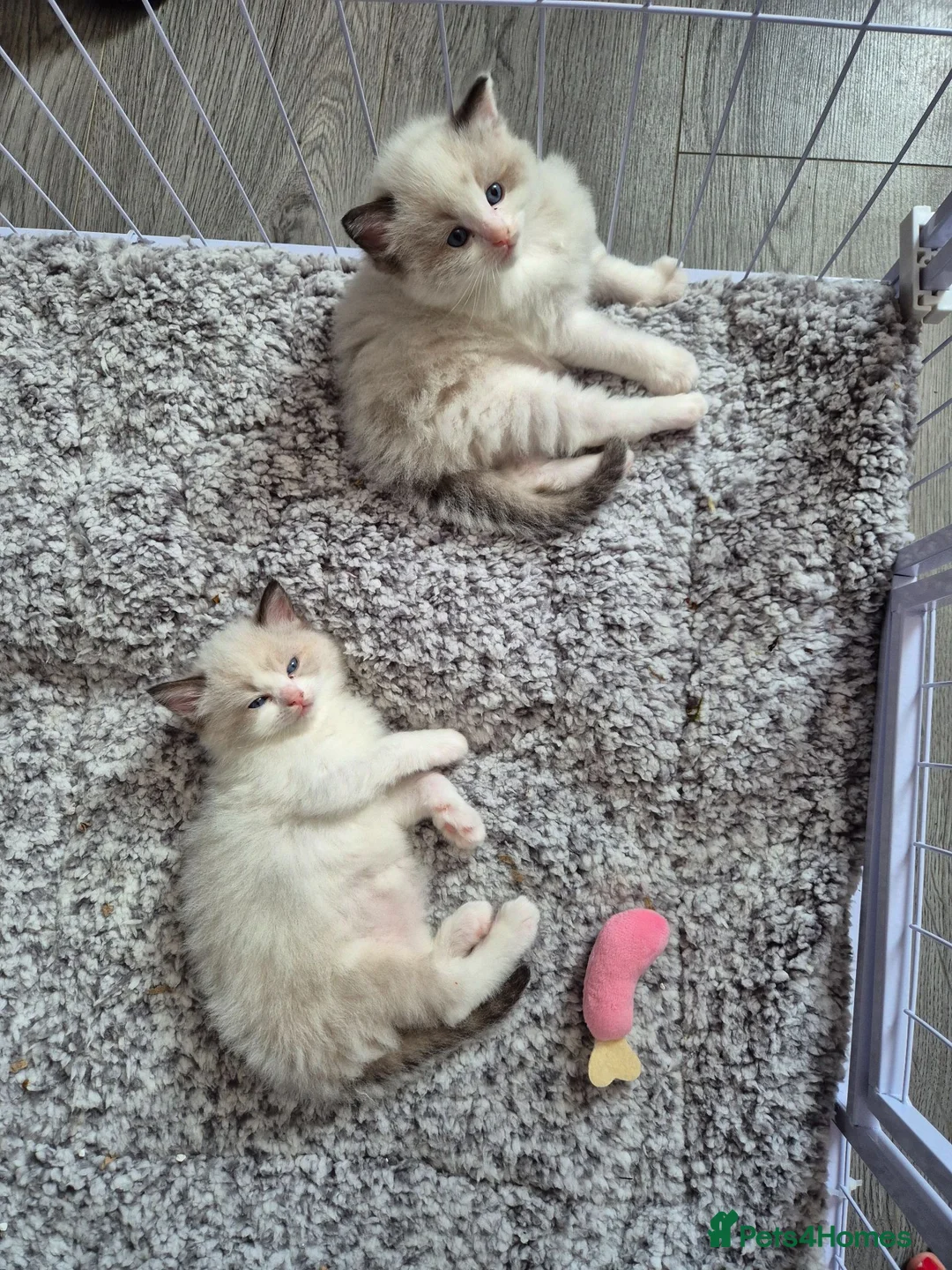 Ragdoll cats for sale: Two Ragdoll kittens - Advert 1