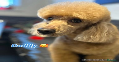 Cavapoo dogs - Advert 2