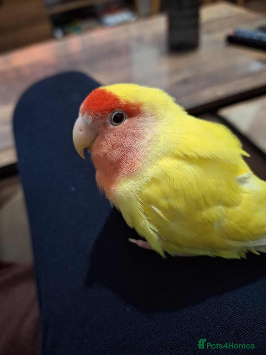 Conures birds for sale: Conure and Lovebird for Sale  - Image 9