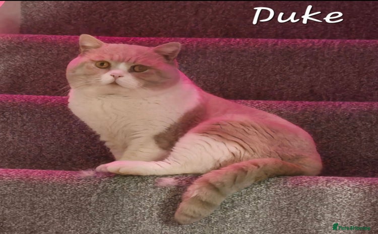 British Shorthair cats - Advert 11