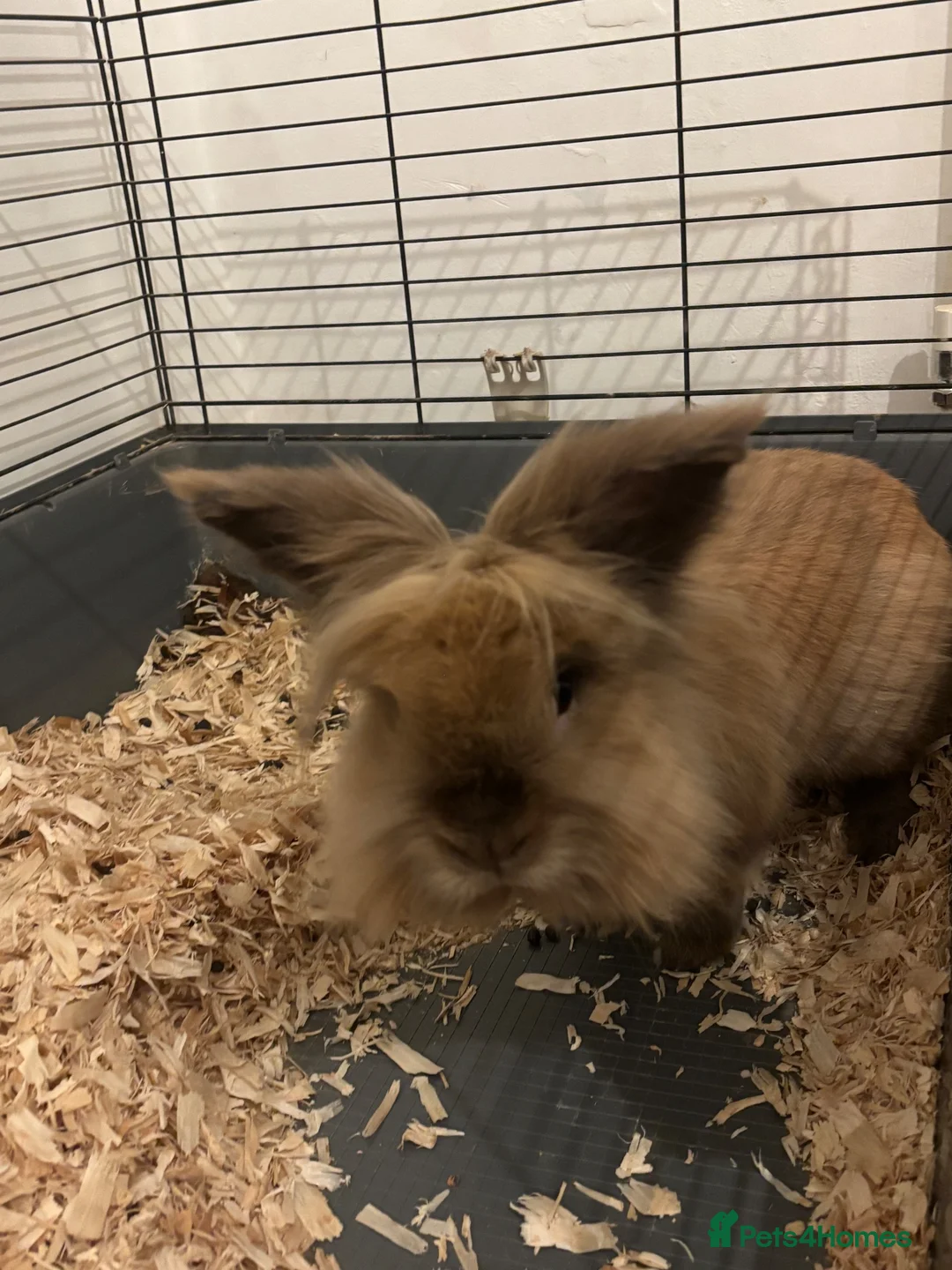 Lionhead rabbits for sale: Lionhead rabbits - Advert 2