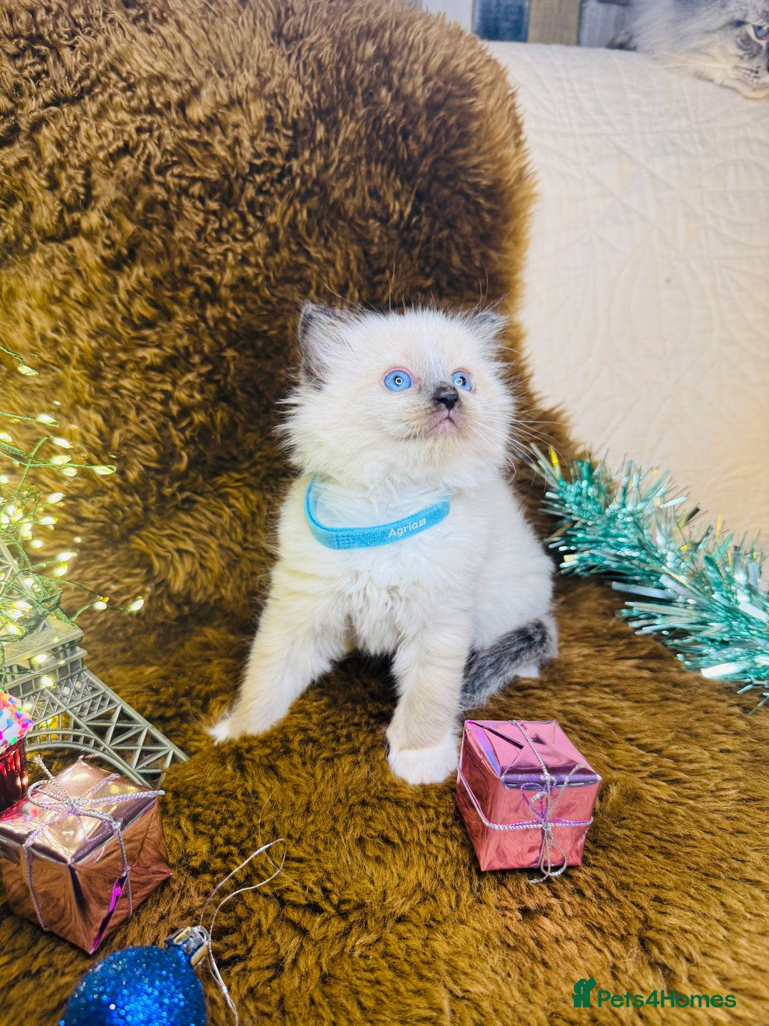 Ragdoll cats for sale: GCCF Pure Ragdoll Seal/Blue Point Lynx Mitted - Advert 5