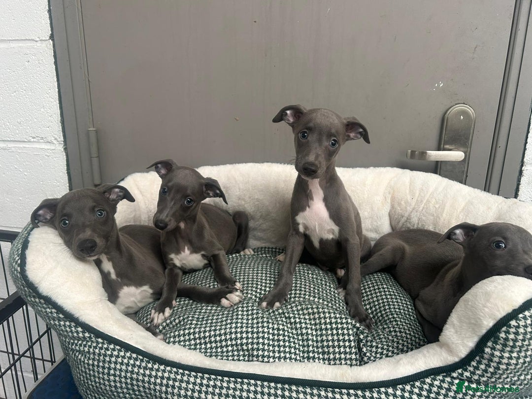 Whippet dogs for sale: Top Quality KC Reg Blue Whippet Puppies - Image 7