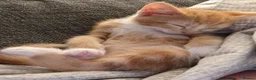 Mixed Breed cats for sale: Kitten - female ginger - Advert 4