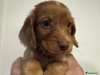 Cocker Spaniel dogs - Advert 24