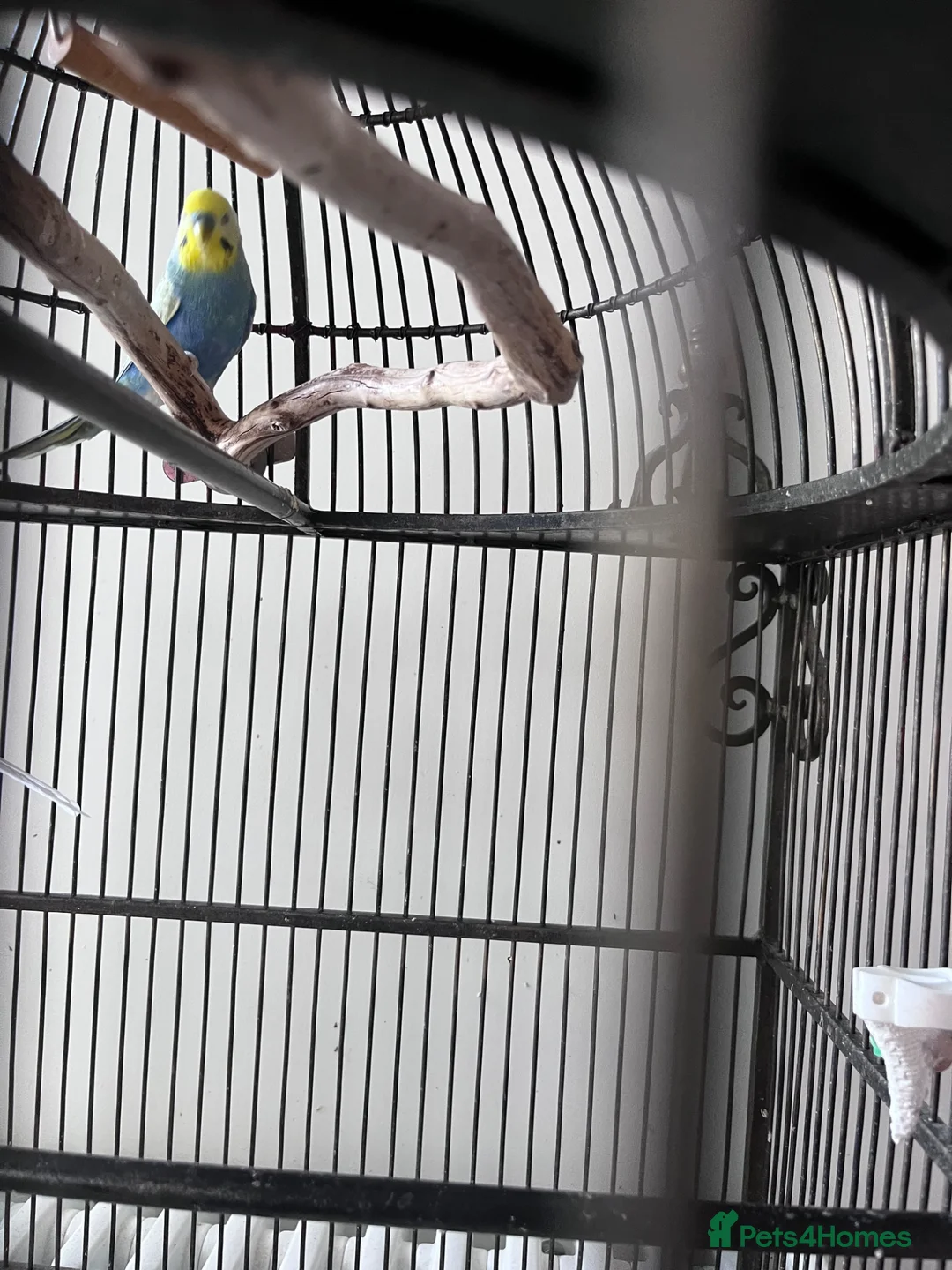 Budgerigars birds for sale: 2025 rainbow cock budgie 🌈  in Hitchin - Advert 3