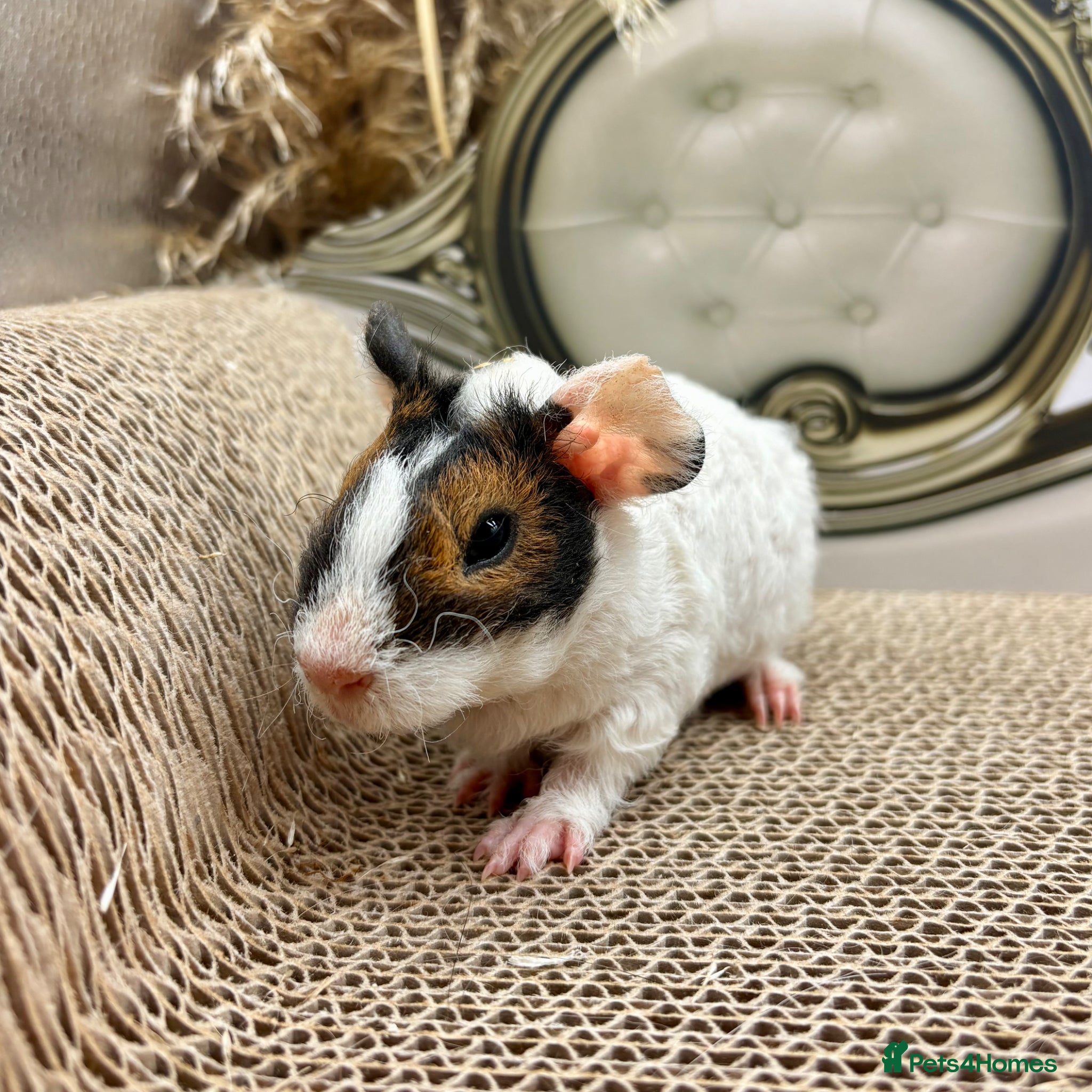 Guinea Pig rodents LOTS OF PIGGYS FOR SALE 💗 - Advert 7