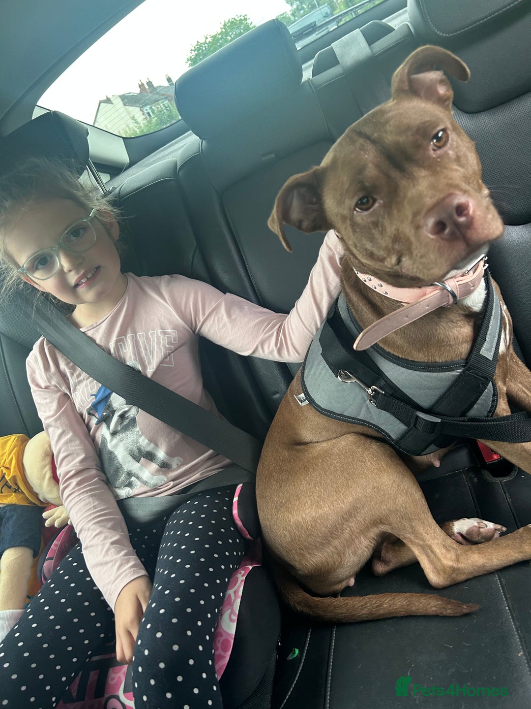 Mixed Breed dogs for sale: Female staff for sale - Image 7