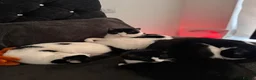 American Shorthair cats for sale: MOTHER CAT Orea - Advert 6