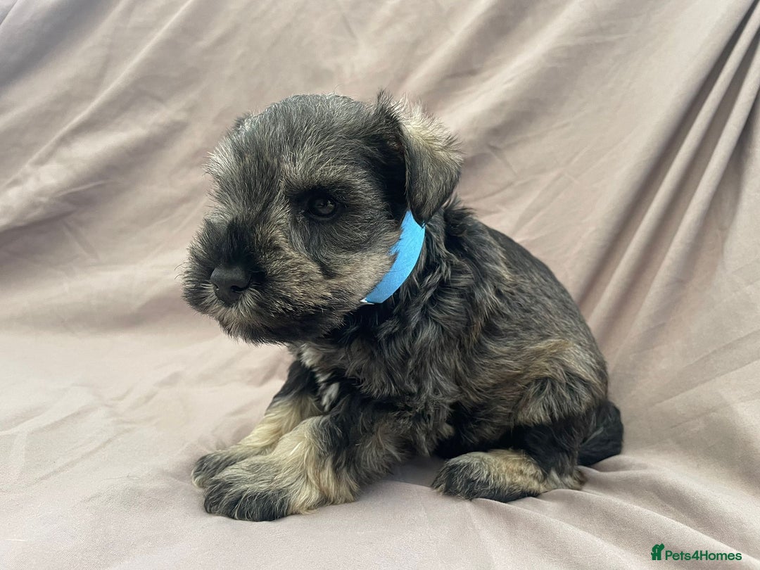 Miniature Schnauzer dogs for sale: miniature schnauzer  - Advert 12