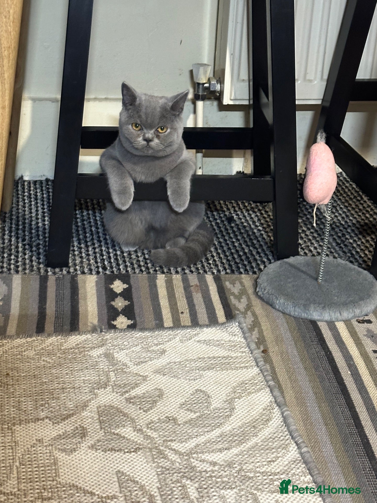 British Shorthair cats British Shorthair GCCF-registered Kittens  - Advert 2