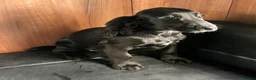 Cocker Spaniel dogs for sale: BEAUTIFUL COCKER SPANIEL PUPPIES  - Advert 8