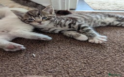 Ojos Azules cats for sale: beautiful Male Kitten - Image 4