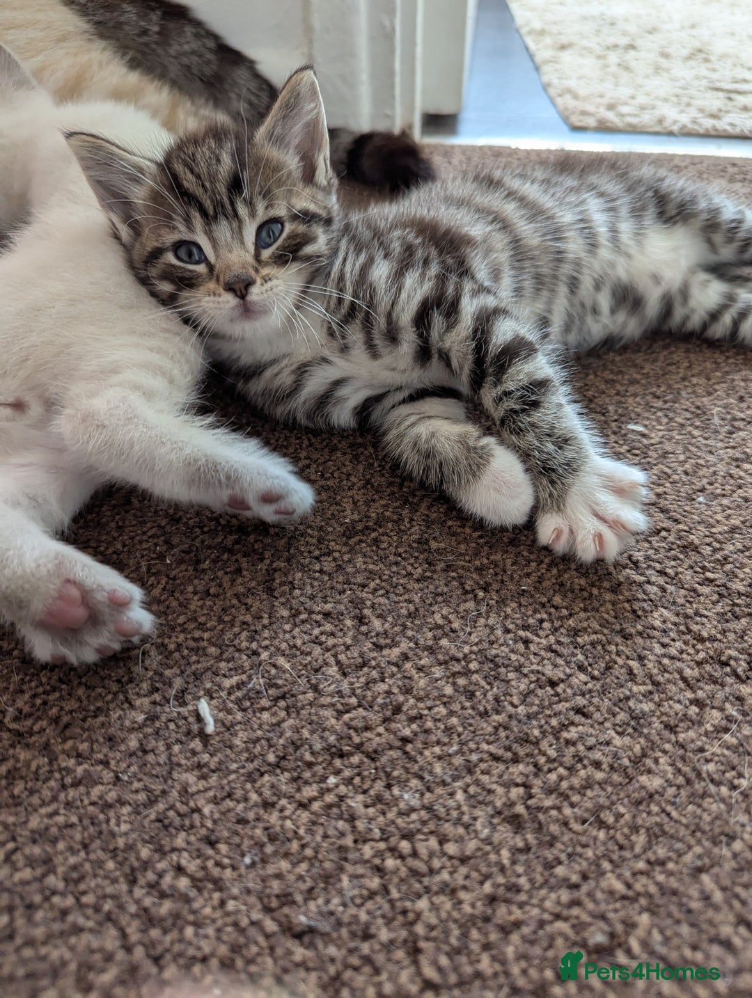 Ojos Azules cats for sale: beautiful Male Kitten - Image 4