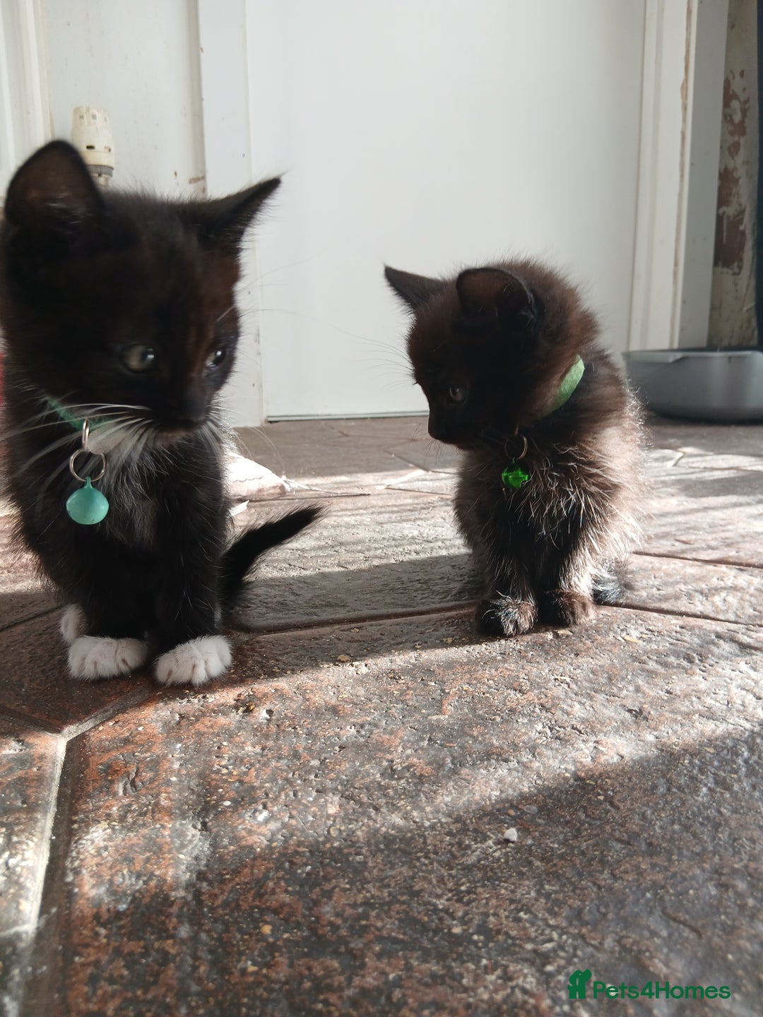 Mixed Breed cats for sale: 6 Kittens looking for new forever homes - Advert 8