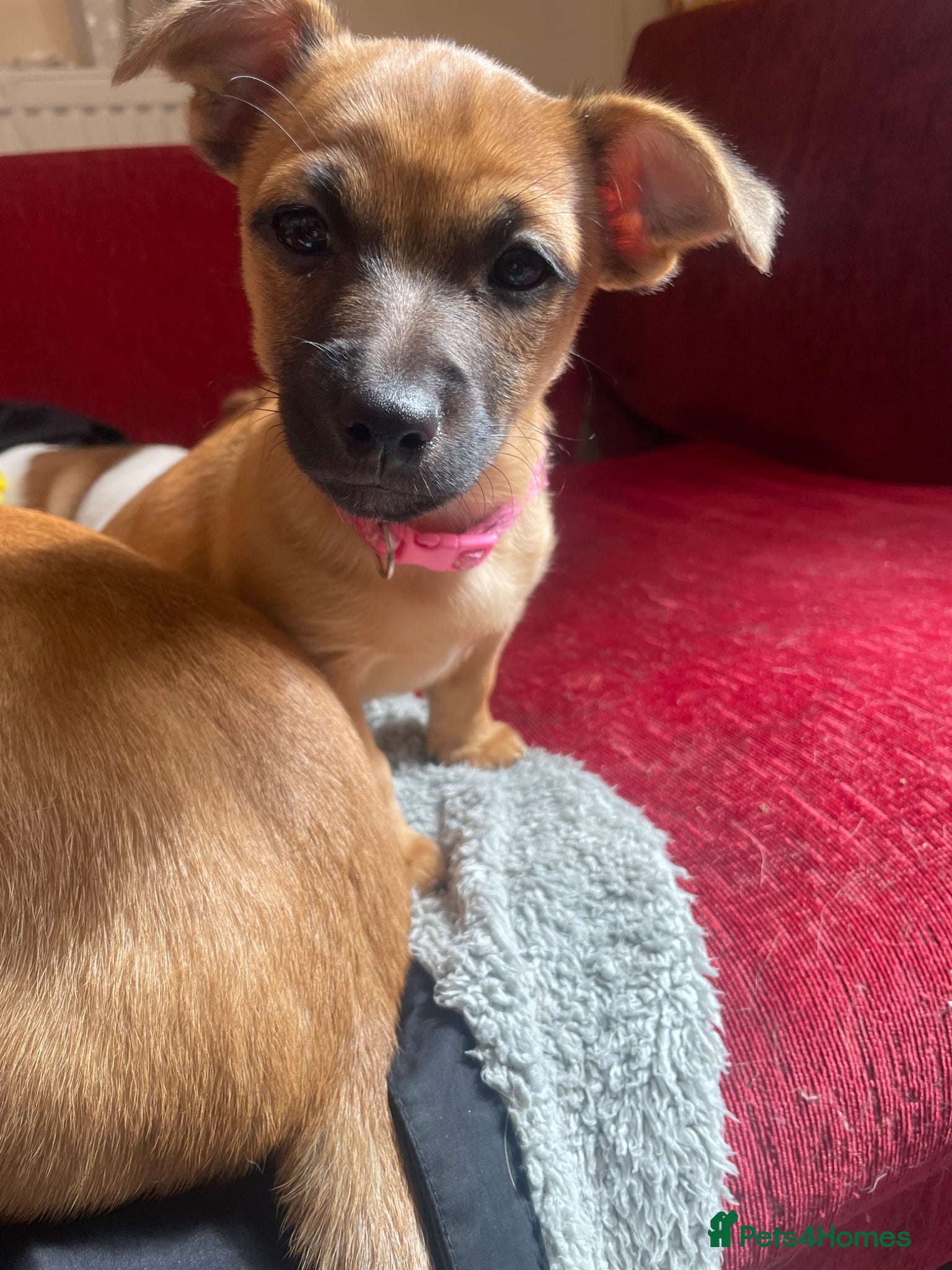 Mixed Breed dogs for sale: PomerJack puppies for sale in Aldershot - Advert 12