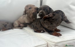 Miniature Dachshund dogs for sale: Beautiful babies - Image 20