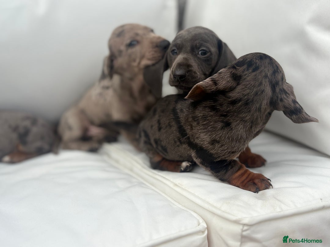 Miniature Dachshund dogs for sale: Beautiful babies - Image 20