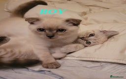 Scottish Fold cats for sale: Scottish fold kittens  - Image 21