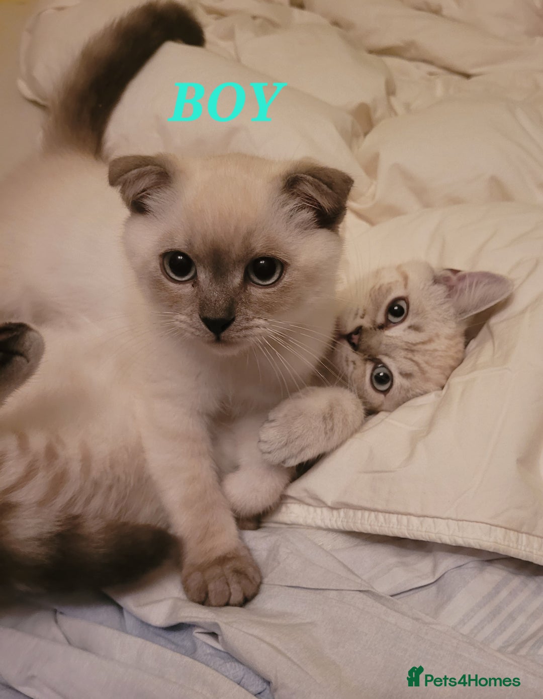 Scottish Fold cats for sale: Scottish fold kittens  - Image 21