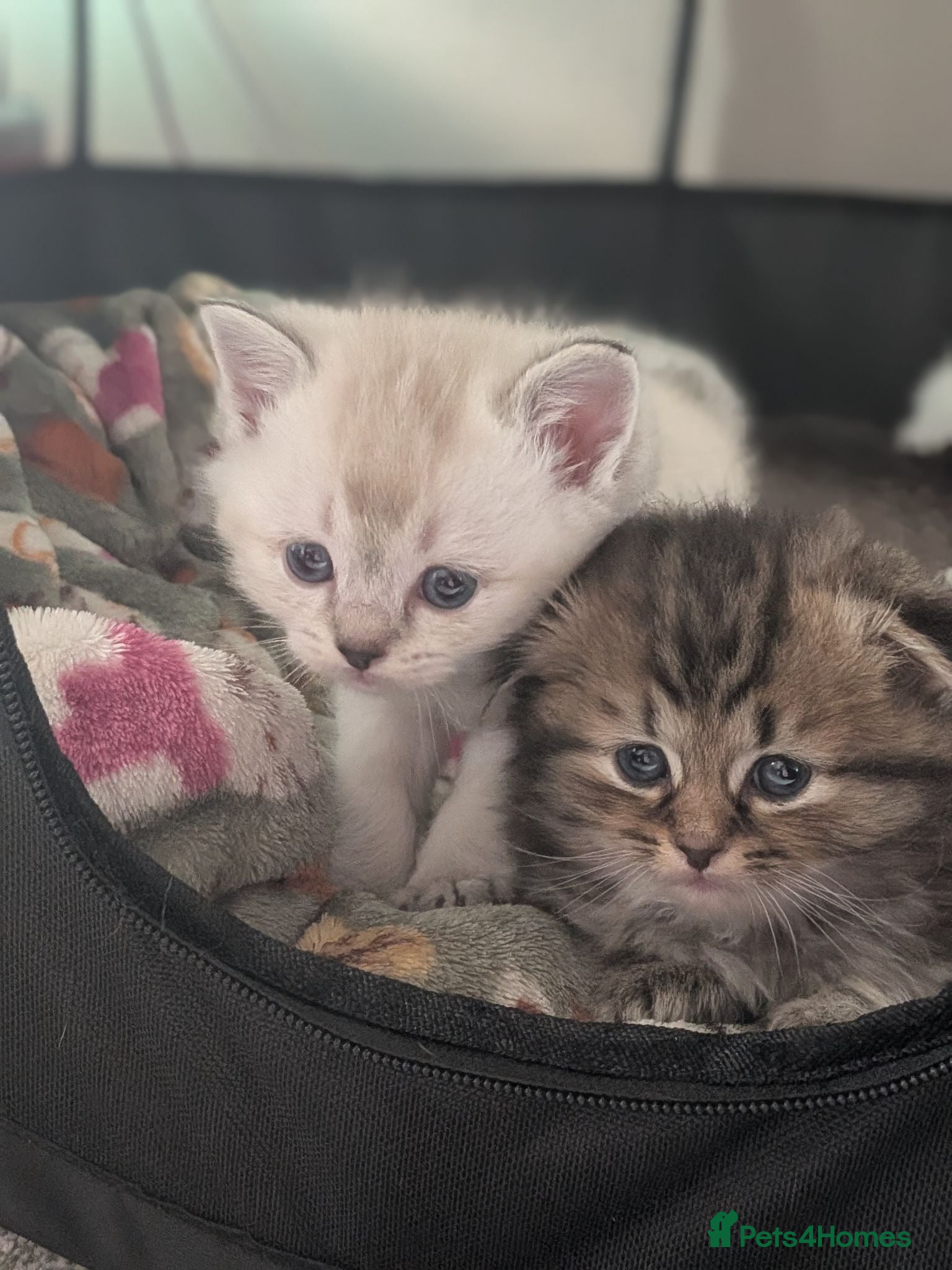 Mixed Breed cats Meet our gorgeous Scottish Fold x Ragdoll kittens - Advert 2