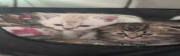Mixed Breed cats for sale: Ragdoll x Scottish Fold kittens - Advert 2