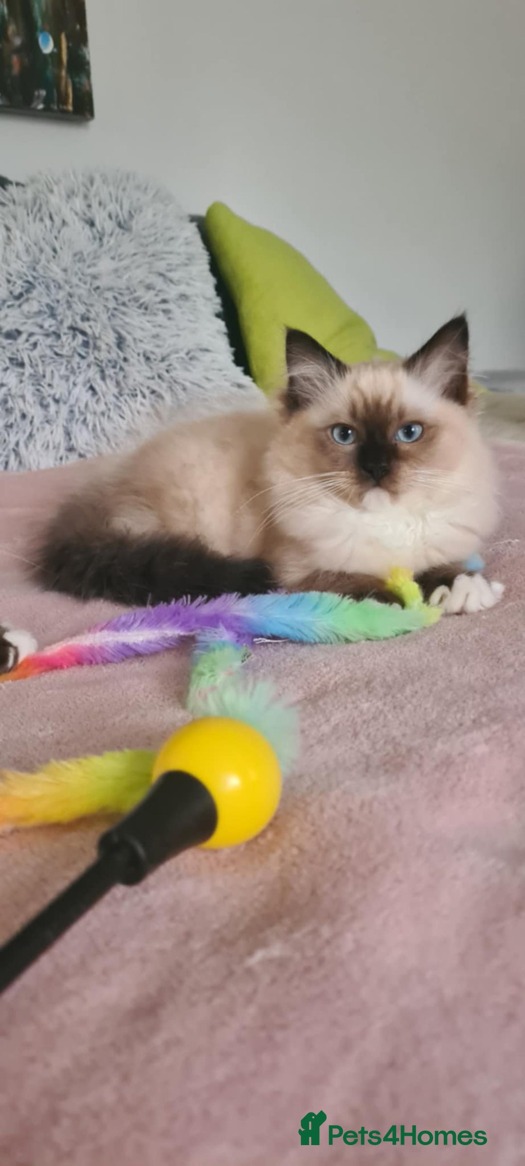 Ragdoll cats for sale: Purebred Ragdoll Boy – Needs Home ASAP - Image 3