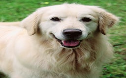 Golden Retriever dogs for sale: INTERNATIONAL PEDIGREE MOST HEALTH TESTED LITTER. - Image 11