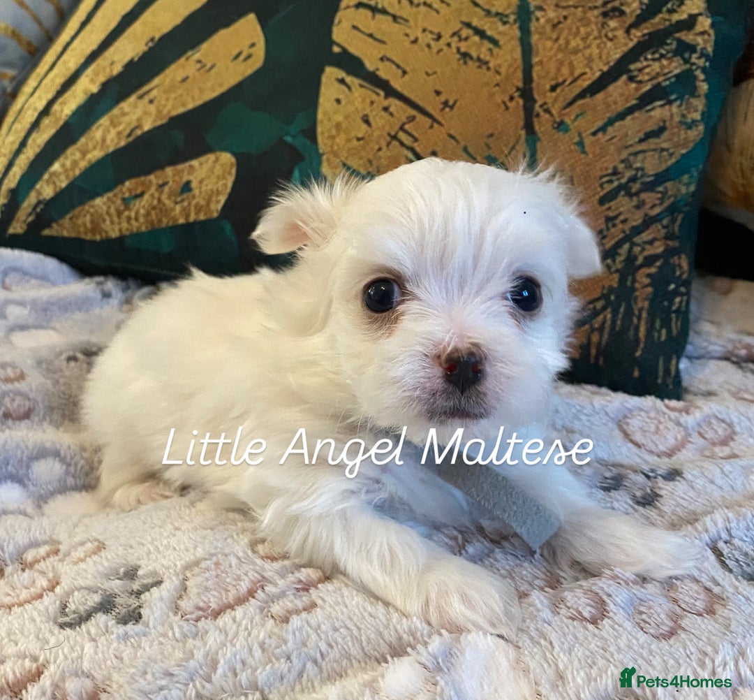 Maltese dogs for sale: ✨ Outstanding KC half-Korean Maltese Puppies ✨ - Advert 27