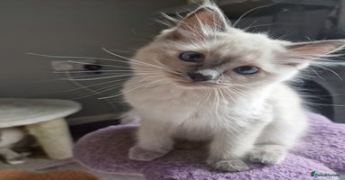 Ragdoll cats - Advert 9
