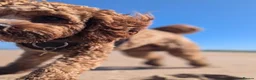 Cavapoo dogs for stud: Proven F1 Cavapoo Stud – Semen Tested & Calm - Advert 5