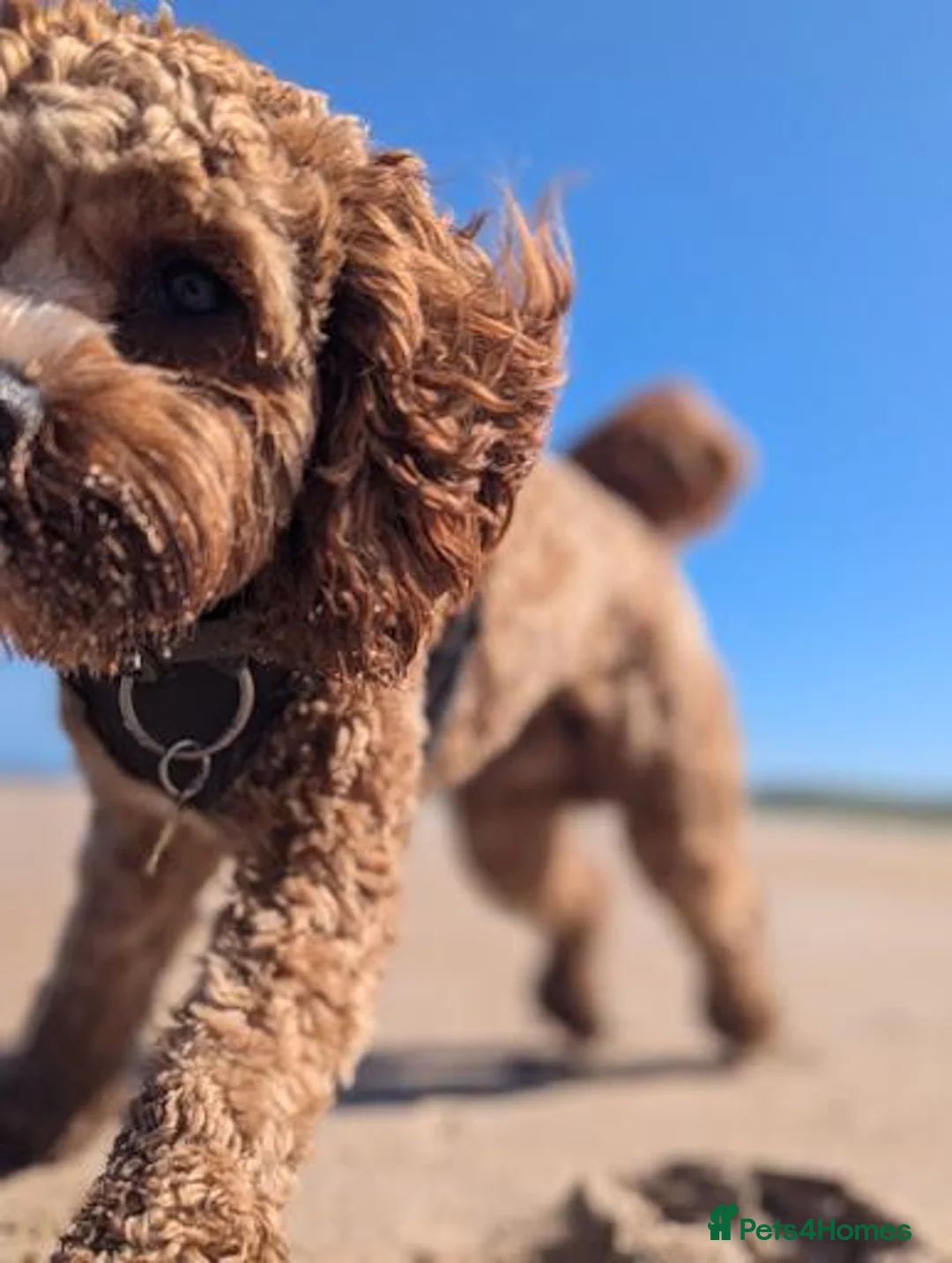 Cavapoo dogs for stud: Proven F1 Cavapoo Stud – Semen Tested & Calm - Advert 5